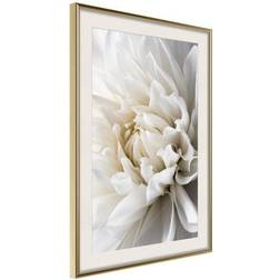 Arkiio Affisch White Dahlia [Poster] 40x60 Poster